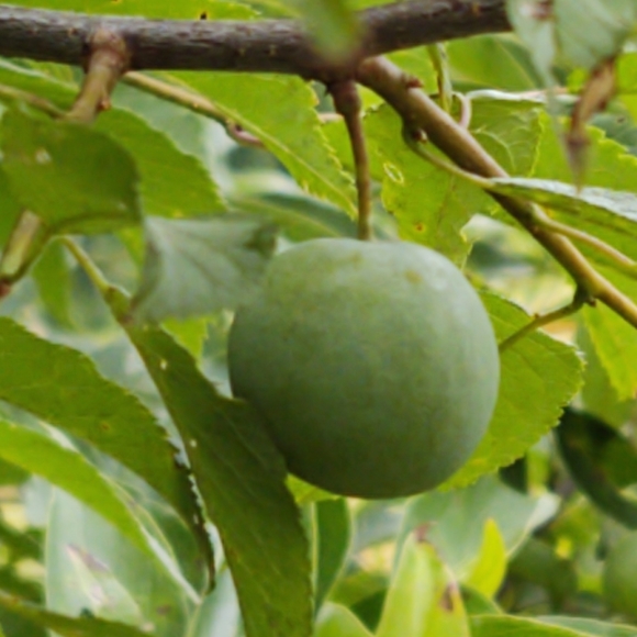 Meet your Posher, Barb - Picture 8 of 8